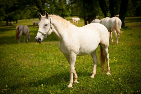 KŮŇ / HORSE