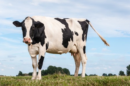 KRÁVA / COW