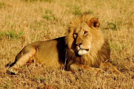 LEV / LION
