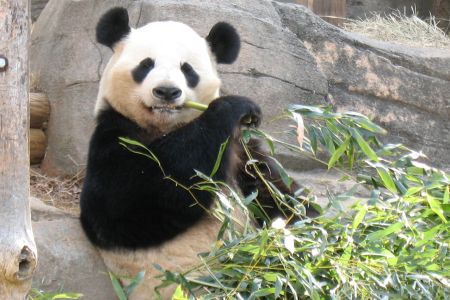 PANDA / PANDA