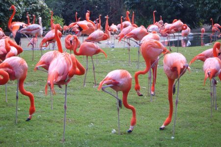 PLAMEŇÁCI / FLAMINGOS