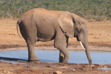 SLON / ELEPHANT