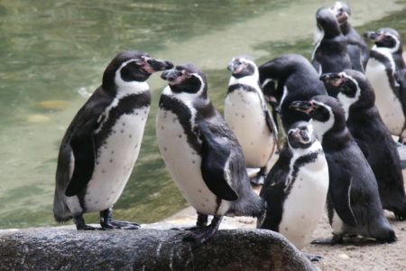 TUČŇÁCI / PENGUINS