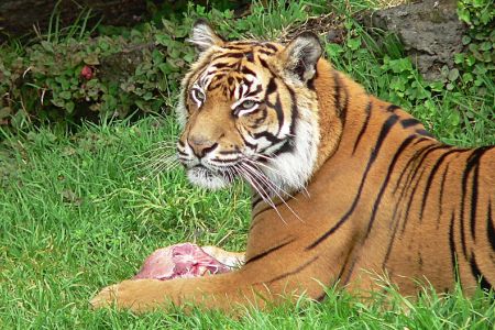 TYGR / TIGER
